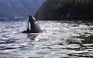 Orcas give amazing show in Átl’ḵa7tsem / Howe Sound