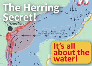 Herring is around Woodfibre for a reason!