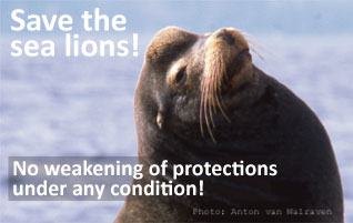 Thank you for joining on Feb 9, to ask for protecting sea lions